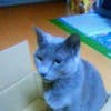 相葉 かぉり