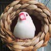 ポイピー