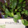 S.Maki
