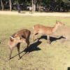Makoto Azuma