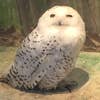 サクマ アヤ