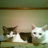 KONYA K