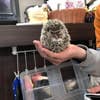 椎名千成