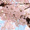 Sihoko Aikawa