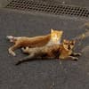 萱野 晃