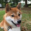 Shusuke Fujieda