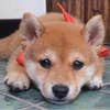 豆柴 たろう
