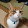 matsu taka
