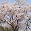 Daisuke  Shiina