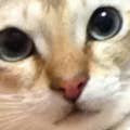 萬越太蔵