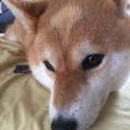 山川修