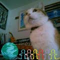 Shoko Morooka