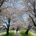 Daiki Yajima