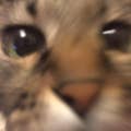 Shouichi.T