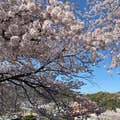 泰代陶田