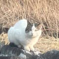 吉田暁音