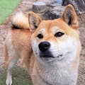 藤崎和昭
