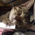 なおこ なかむら