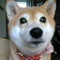 こじま えいじ