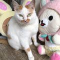 吉田千晶