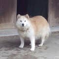 kono.ai