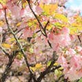 石川真弓
