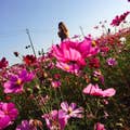 r.shiomi