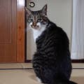 Shinichirou Mizuno
