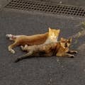 萱野 晃