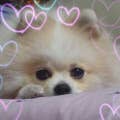 Rieco.H