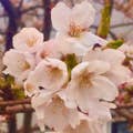 sakura megumi