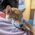 加藤 芳枝