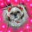 ももあこ 犬奈良
