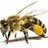 Bee Johny