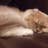 櫻井 智章