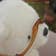 Natsumi.I